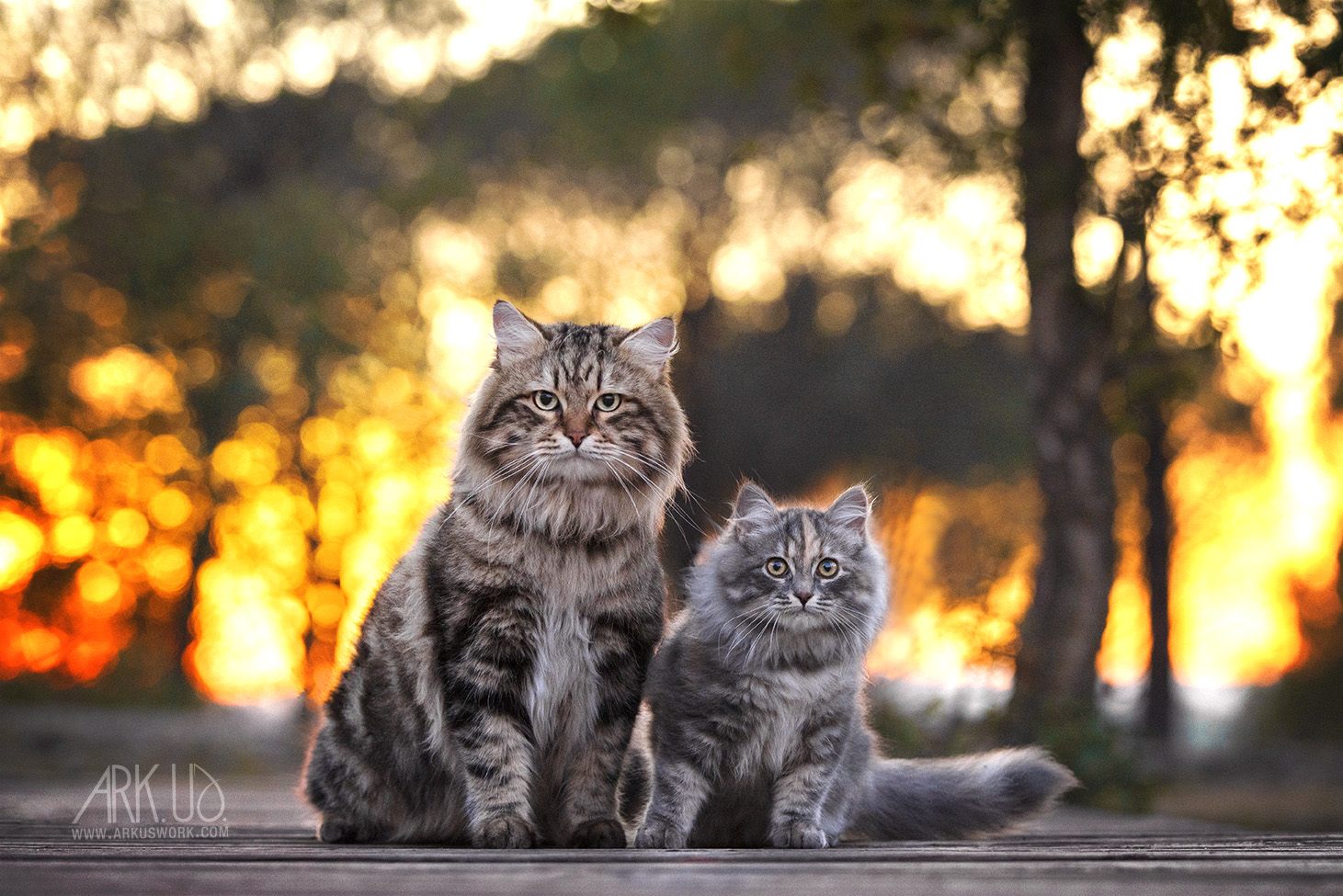 Chats sibériens du club AmiSib